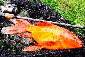 tenchfloat-goldfish