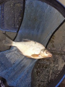 Skimmer caught up in the water.