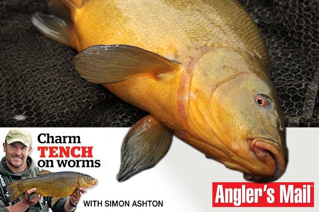 simon-ashton-anglers-mail-charm-tench-on-worms