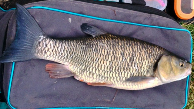 7lb-3oz-thames-chub